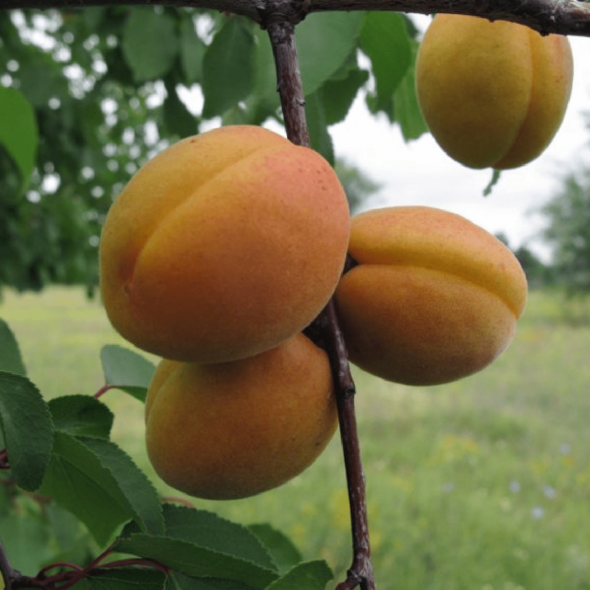 Сибиряк Байкалова, саженцы абрикоса