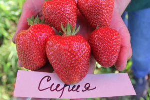 Сирия, саженцы клубники