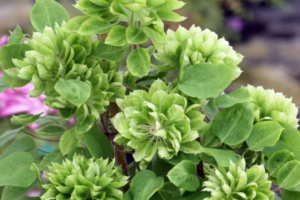 Саженцы Клематис Green Passion (Грин Пэшн) Новинка! Купить в Новосибирске.