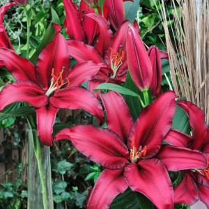 Лилия Авинжер (Lilium Avinger)