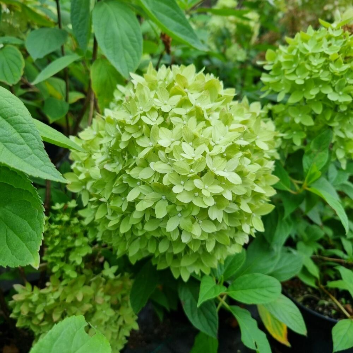Гортензия Би Грин (Bee Green)