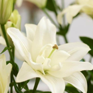 Лилия Бельведер (Lilium Belvedere)