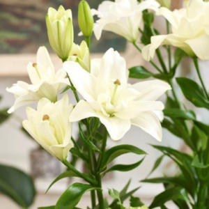 Лилия Бельведер (Lilium Belvedere) фото 2