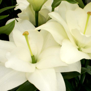 Лилия Бельведер (Lilium Belvedere) фото 3