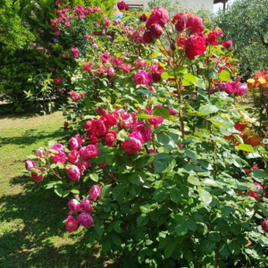 Роза Бенджамин Бриттен Остин (Benjamin Britten Austin Rose) фото 5