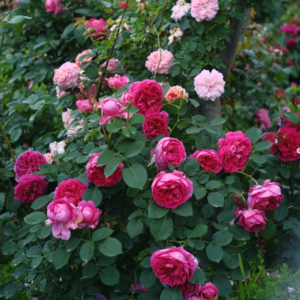 Роза Бенджамин Бриттен Остин (Benjamin Britten Austin Rose) фото 2