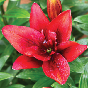 Лилия Канари Ворф (Lilium Canary Wharf) фото 2