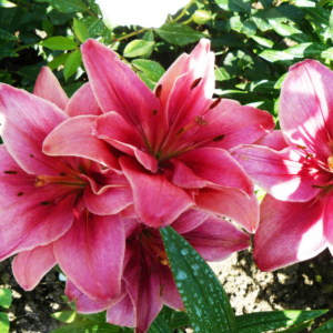 Лилия Канари Ворф (Lilium Canary Wharf)