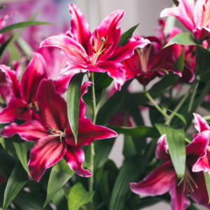 Лилия Канари Ворф (Lilium Canary Wharf) фото 3