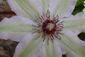 Клематис Фэйр Розамунд (Clematis Fair Rosamond)