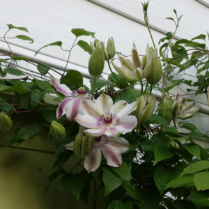 Клематис Фэйр Розамунд (Clematis Fair Rosamond) фото 3