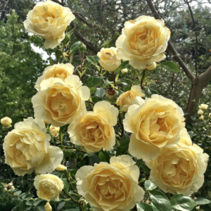 Роза Айриш Хоуп (Irish Hope Rose) фото 6