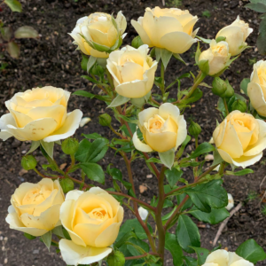 Роза Айриш Хоуп (Irish Hope Rose) фото 4