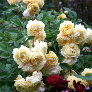 Роза Айриш Хоуп (Irish Hope Rose) фото 2