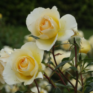 Роза Айриш Хоуп (Irish Hope Rose) фото 3