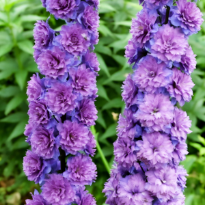 Дельфиниум Хайлендер Лилак Сенсейшн (Highlander Lilac Sensation)