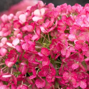 Гортензия Литтл Рози (Little Rosy) фото 4
