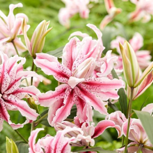 Лилия Мэджик Стар (Lilium magic star) фото 4