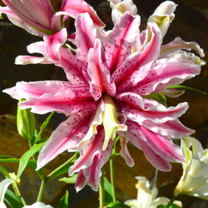 Лилия Мэджик Стар (Lilium magic star) — саженцы ЗКС