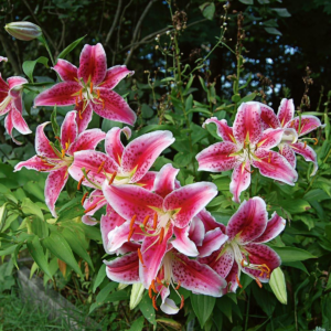 Лилия Мэджик Стар (Lilium magic star) фото 3