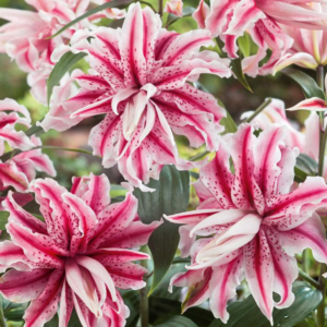 Лилия Мэджик Стар (Lilium magic star) фото 2