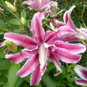 Лилия Мэджик Стар (Lilium magic star) фото 5