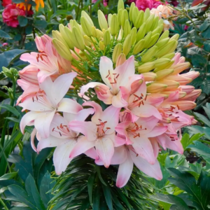 Лилия Марлен (Lilium Marlene)