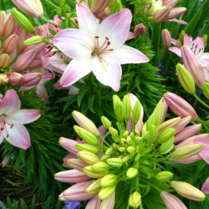 Лилия Марлен (Lilium Marlene) фото 3
