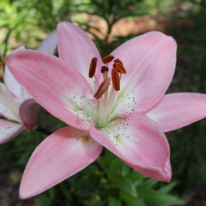 Лилия Марлен (Lilium Marlene) фото 2