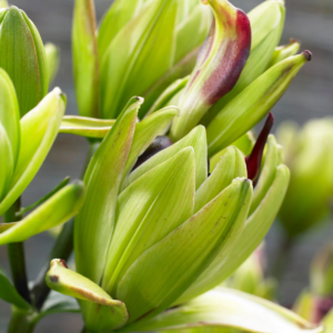 Лилия Мистери Дреам (Lilium mistery dream) фото 6