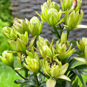 Лилия Мистери Дреам (Lilium mistery dream) фото 3