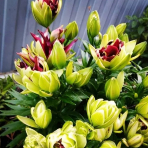 Лилия Мистери Дреам (Lilium mistery dream) фото 7