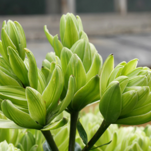 Лилия Мистери Дреам (Lilium mistery dream) фото 4