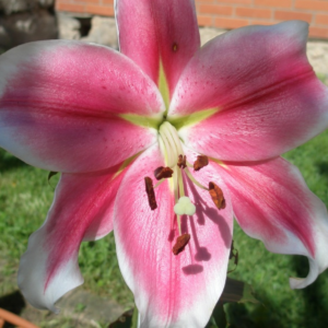 Лилия Пинк Брилиант (Lilium Pink Brilliant)