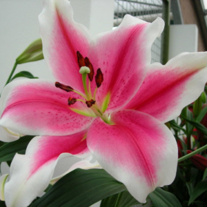 Лилия Пинк Брилиант (Lilium Pink Brilliant) фото 3
