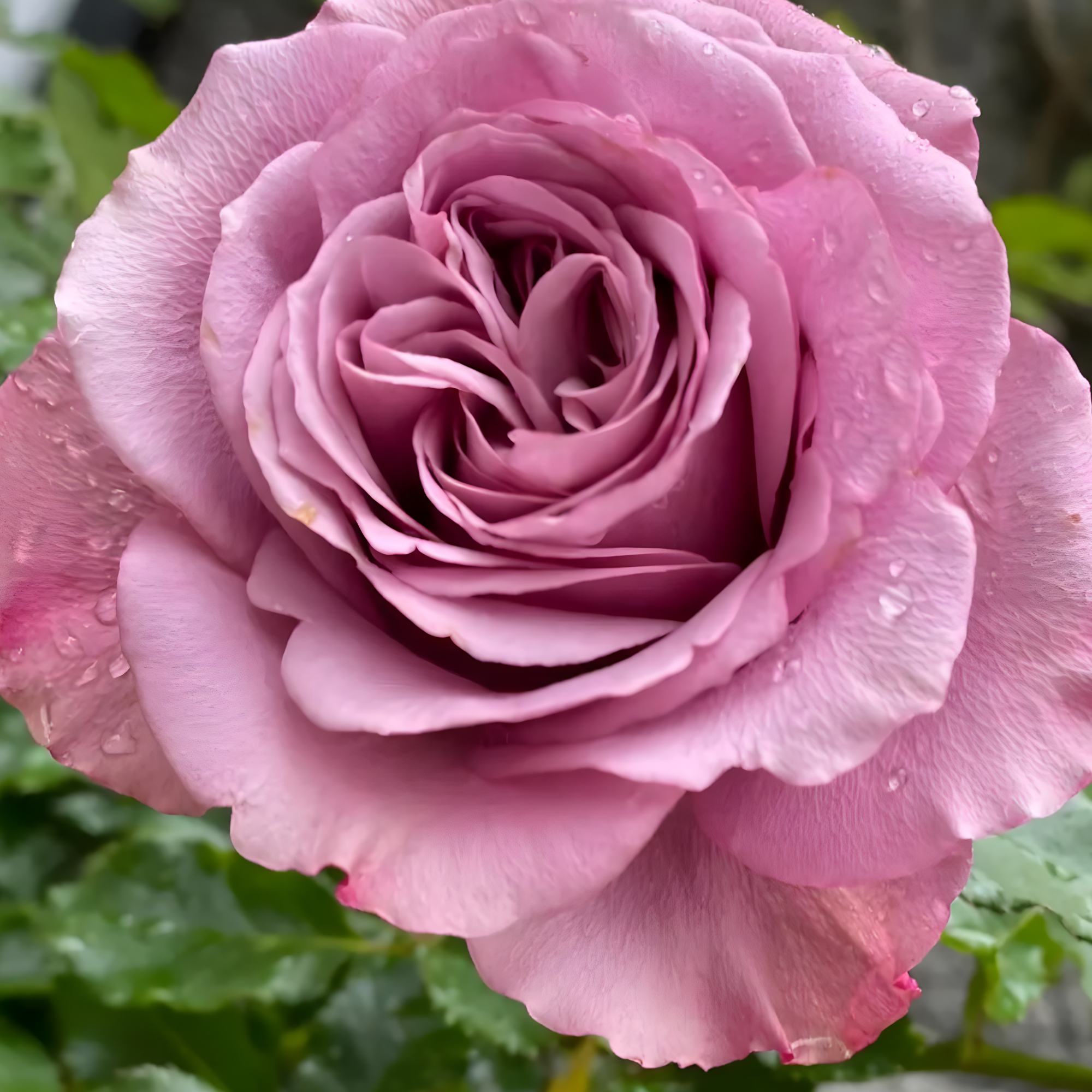 Роза Монмартре (Montmartre Rose) купить саженцы в Новосибирске.