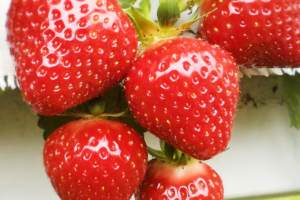 Розария, саженцы клубники ( Rosaria - Krage) Новосибирск Новинка 2023!