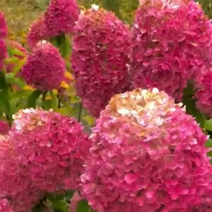 Гортензия Саммер Лав (Summer Love) фото 4