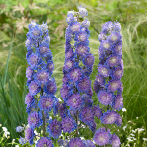 Дельфиниум Хайлэндэр Свит Сенсейшен (Highlander Sweet Sensation) фото 4