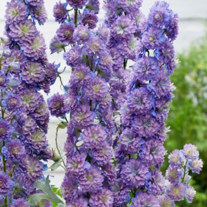 Дельфиниум Хайлэндэр Свит Сенсейшен (Highlander Sweet Sensation) фото 3