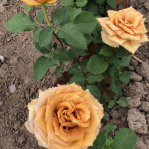 Роза Тоффи (Tofee Rose) фото 3