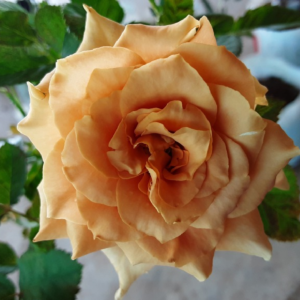 Роза Тоффи (Tofee Rose) — саженцы ЗКС