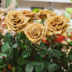 Роза Тоффи (Tofee Rose) фото 2