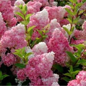 Гортензия Ваниль Фрайз (Vanille Fraise) фото 3