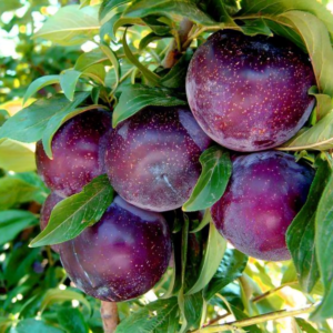 Слива Анжелина черная (Алыча), саженцы