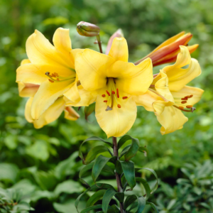 Лилия Голден Сплендор (Lilium Golden Splendour) фото 3