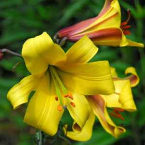 Лилия Голден Сплендор (Lilium Golden Splendour)