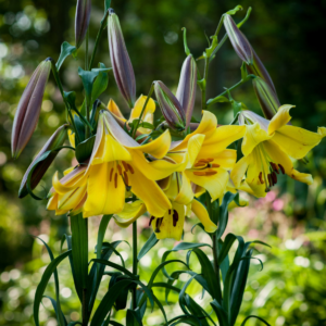 Лилия Голден Сплендор (Lilium Golden Splendour) фото 2
