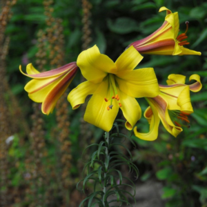 Лилия Голден Сплендор (Lilium Golden Splendour) фото 5
