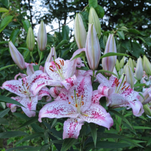 Лилия Солюшн (Lilium Solution) фото 3